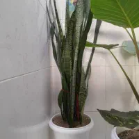 گل و  گیاه اپارتمانی|گل و گیاه طبیعی|اهر, |دیوار