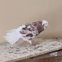 کفتر