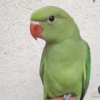 ملنگو ۳ ماهه