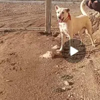 سگ سرابی نگهبان