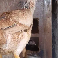 تخم مرغ اوشامو