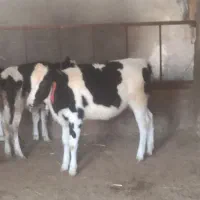 گوساله|حیوانات مزرعه|شهرکرد, |دیوار