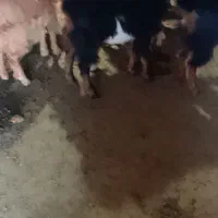 بزوبزغاله|حیوانات مزرعه|انگوت, |دیوار