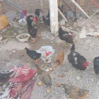انواع مرغ جوجه محلی