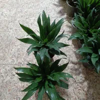 فروش گل های آپارتمانی کف قیمت