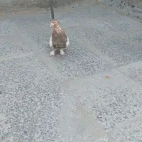 کبوتر سینه ای|پرنده|شاهین‌شهر, حاجی آباد|دیوار