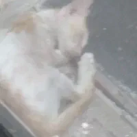 گربه نارنجی برای واگذاری