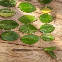 گل بدون ریشه