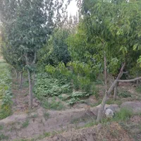 فروش باغ ۱۰۰۰ متردر چاه بلند