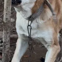 سگ نگهبان میکس خراسانی پژدر سرابی