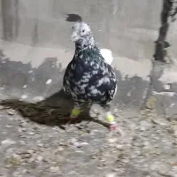 دم سفید دمبی طوقی چپ سفید