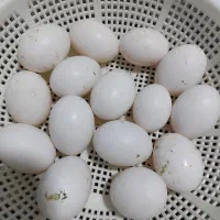 تخمکبوتر|خوردنی و آشامیدنی|برخوار, |دیوار