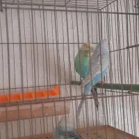 مرغ عشق|پرنده|اردبیل, |دیوار