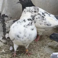 تعدادی کفتر ایرانی و پاکستانی