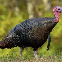 فروش بوقلمون ارگانیک