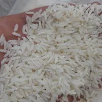 برنج کشت دوم فریدونکنار