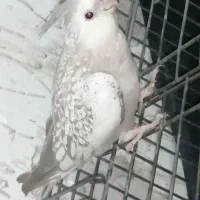 3 عدد عروس هلندی نژاد کم یاب ایزابلا|پرنده|اهواز, پردیس دو|دیوار