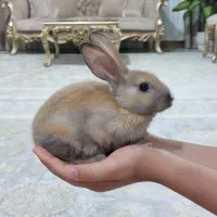 خرگوش زیبا