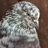 کبوتر کهنه دهن جور به شرط