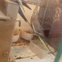 تخم گذارن|پرنده|اهر, |دیوار