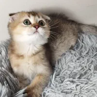 بچه گربه بریتیش اسکاتیش اصیل|گربه|تهران, دبستان|دیوار