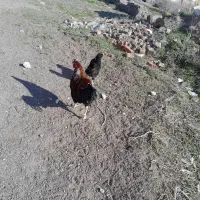 خروس لاری دورگه