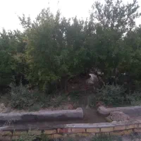 باغچه چهاردیواری دارای استخرودرختان انار|فروش خانه و ویلا|قم, باجک یک|دیوار
