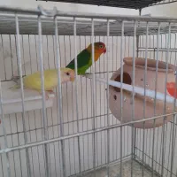 عروس هلندی و کوتوله معاوضه با قناری