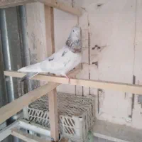 کبوتر گرفتنی