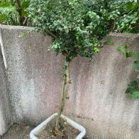 درخت