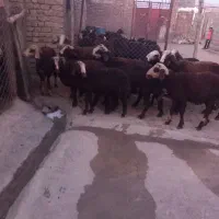 گوسفند