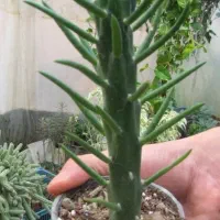 حراج اگه نخری از دستت رفته