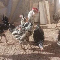 مرغ و خروس گلین مامونیه