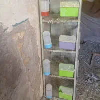 جفت کن کفتر|لوازم جانبی حیوانات|پیر بکران, |دیوار