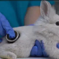 دان ، سرلاک ، شیر خشک حیوانات|لوازم جانبی حیوانات|تهران, خلیج فارس|دیوار