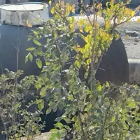 اجاره لوله جدار و تانک|مصالح و تجهیزات ساختمان|گلپایگان, |دیوار