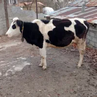 گاو و گوساله دو رگه صحرایی