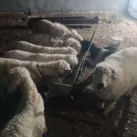 بر ه|حیوانات مزرعه|بیرجند, |دیوار