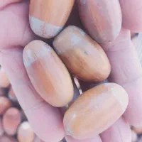 بلوط شیرین|خوردنی و آشامیدنی|ایلخچی, |دیوار