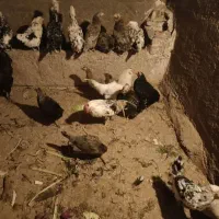 مرغ گلین