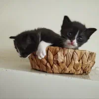 گربه عروسک گربه