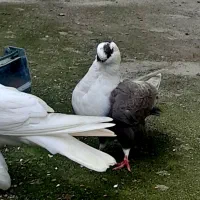 کبوتر بلاندنیت