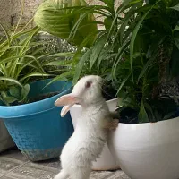 خرگوش سفید چشم قرمز