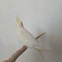 عروس هلندی|پرنده|مسجد سلیمان, |دیوار