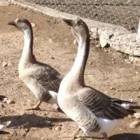 غاز  قوغاز
