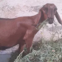 بزغاله ماده یک دندان