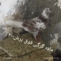 کبوتر کاشان