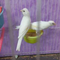 قناری نر وماده