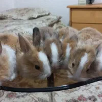 فروش چن عدد بچه خرگوش وپدرمادر