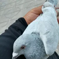 سورمشهدی|پرنده|نرماشیر, |دیوار